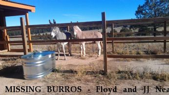 MISSING BURROS - Floyd and JJ Near Colorado Springs, CO, 80908